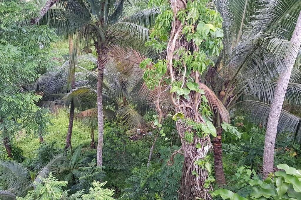 Hill Bottom Accommodation Suva Extérieur photo